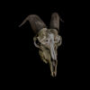 Goat Skull Baphomet Mask
